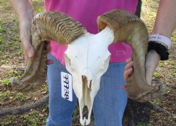 B-Grade African Merino Ram/Sheep Skull with 22 and 23 inch Horns - $130