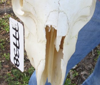 B-Grade African Merino Ram/Sheep Skull with 22 and 23 inch Horns - $130