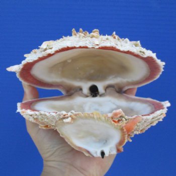 Huge 6" Thorny Oyster (Spondylus Princeps) - $35