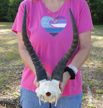 Genuine Male Blesbok Skull Plate with 15" Horns for $38