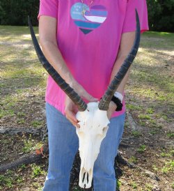 11" Real Male Blesbok Skull with 13" Horns - Available for Sale for $65