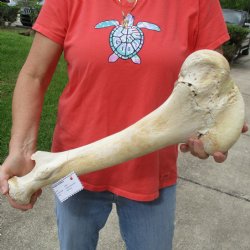 B-Grade 20" Giraffe Femur Leg Bone - $40