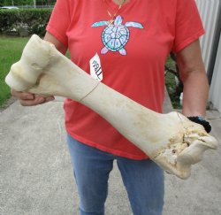 B-Grade 19" Giraffe Humerus Leg Bone - $40