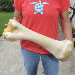 B-Grade 20" Giraffe Humerus Leg Bone - $40