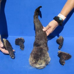 Preserved Otter Head, Legs, & Tail - $75