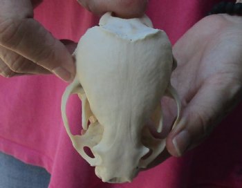 4-1/4 inches North American Otter Skull for $48