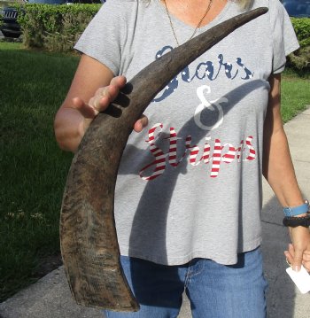 Natural Water Buffalo horn 28 inches for horn craft $28