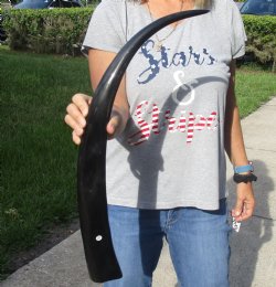 28 inch long polish...