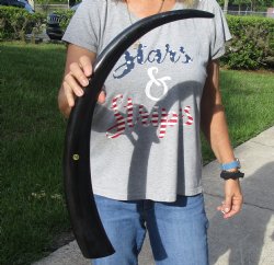 For Sale 29 inch lo...