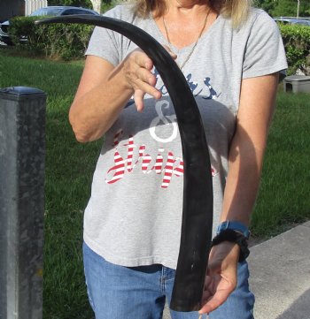 28 inch long polished buffalo horn from an Indian water buffalo for horn craft - $21
