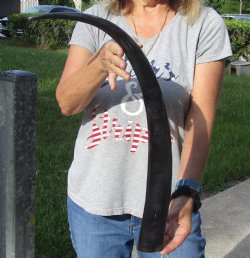 28 inch long polish...