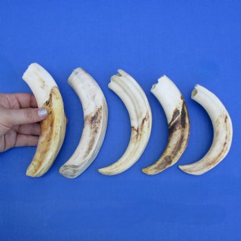 7" Ivory Tusks from African Warthogs, 5 pc - $60