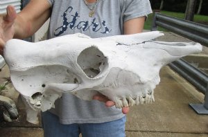 Cattle Skull, Cow Skull 