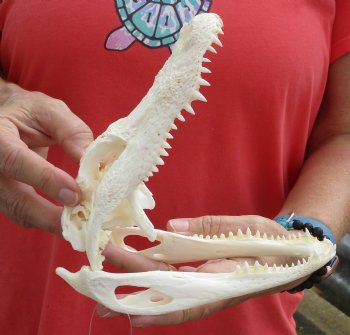 Authentic B-Grade Florida Alligator Skull, 7-1/2 x 3-1/2 for $35
