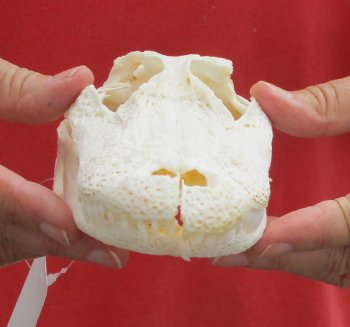 Authentic B-Grade Florida Alligator Skull, 7-1/2 x 3-1/2 for $35