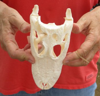 Authentic B-Grade Florida Alligator Skull, 7-1/2 x 3-1/2 for $35