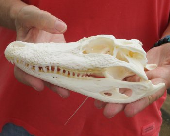 Authentic B-Grade Florida Alligator Skull, 7-1/2 x 3-1/2 for $35