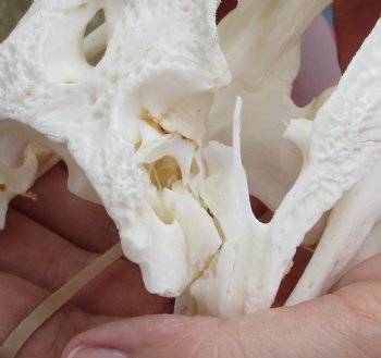 Authentic B-Grade Florida Alligator Skull, 7-1/2 x 3-1/2 for $35