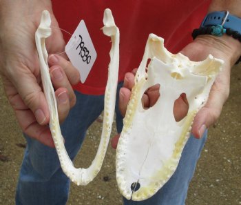 Authentic B-Grade Florida Alligator Skull, 7-1/2 x 3-1/2 for $35