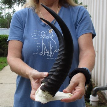 Common Reedbuck Skull Plate with 13" Horns - $39