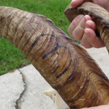 10" Angora Goat Skull with 18" Horns - $120