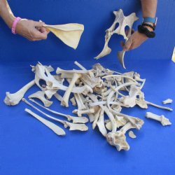 4lb lot of Assorted Wild Boar Bones - $30