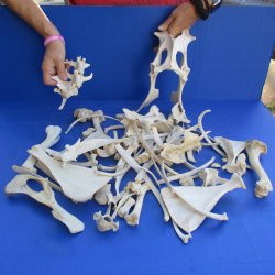 4lb lot of Assorted Wild Boar Bones - $30