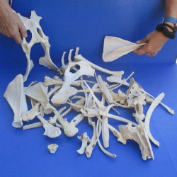 4lb lot of Assorted Wild Boar Bones - $30