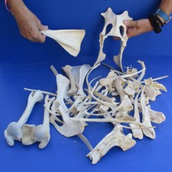 4lb lot of Assorted Wild Boar Bones - $30
