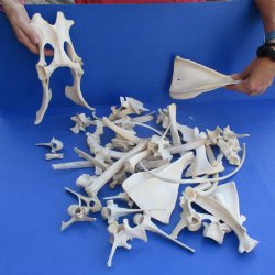 4lb lot of Assorted Wild Boar Bones - $30