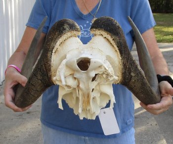 17-1/2 inch wide Male Black Wildebeest Skull Plate with Horns