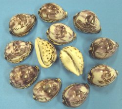 Wholesale Carved Tiger Cowrie Shells in assorted designs 2-1/2 to 3 inches - 10 pcs @ $1.35 each; 60 pcs @ $1.20 each