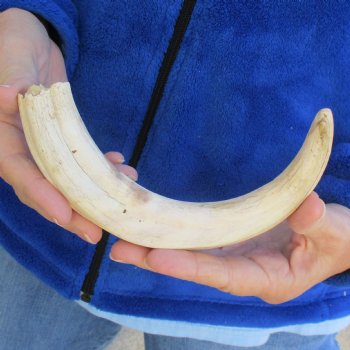 B-Grade 10" Ivory Tusk from African Warthog - $29