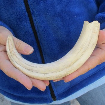 B-Grade 10" Ivory Tusk from African Warthog - $29