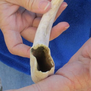 B-Grade 10" Ivory Tusk from African Warthog - $29