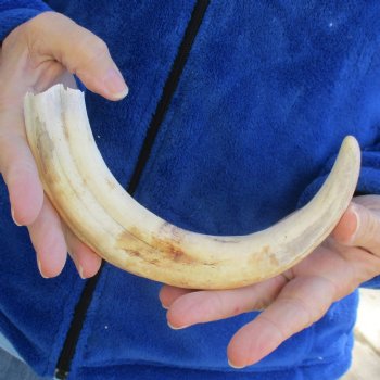 B-Grade 10" Ivory Tusk from African Warthog - $29