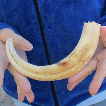 B-Grade 10" Ivory Tusk from African Warthog - $29