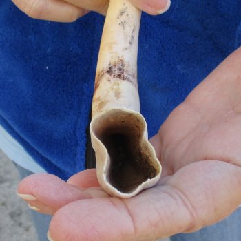 B-Grade 10" Ivory Tusk from African Warthog - $29