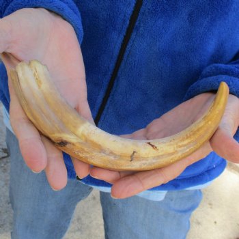 B-Grade 10" Ivory Tusk from African Warthog - $29