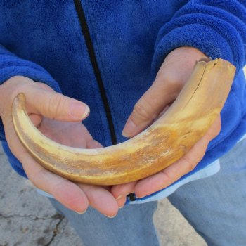 B-Grade 10" Ivory Tusk from African Warthog - $29