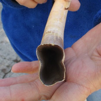 B-Grade 10" Ivory Tusk from African Warthog - $29