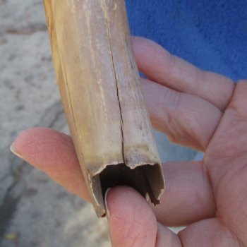 B-Grade 10" Ivory Tusk from African Warthog - $29