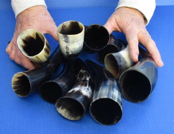 10 pc Polished 6 - 8 inch Cattle/Cow Horns for $32.50/lot