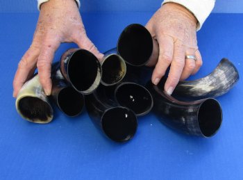 10 pc Polished 6 - 8 inch Cattle/Cow Horns for $32.50/lot