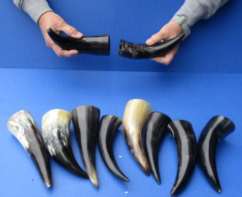 10 pc Polished 6 - 8 inch Cattle/Cow Horns for $32.50/lot