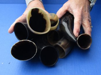 10 pc Polished 6 - 8 inch Cattle/Cow Horns for $32.50/lot