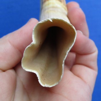 8" Ivory Tusk from African Warthog - $24