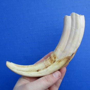 8" Ivory Tusk from African Warthog - $24