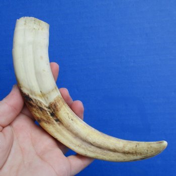 8" Ivory Tusk from African Warthog - $24