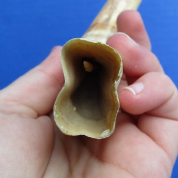 8" Ivory Tusk from African Warthog - $24